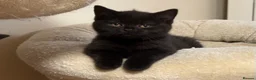 British Shorthair cats for sale: GCCF BSH Kittens - Champion Bloodlines - Advert 10