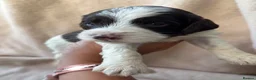 Sproodle dogs for sale: F1 Sproodle Puppies  - Advert 5