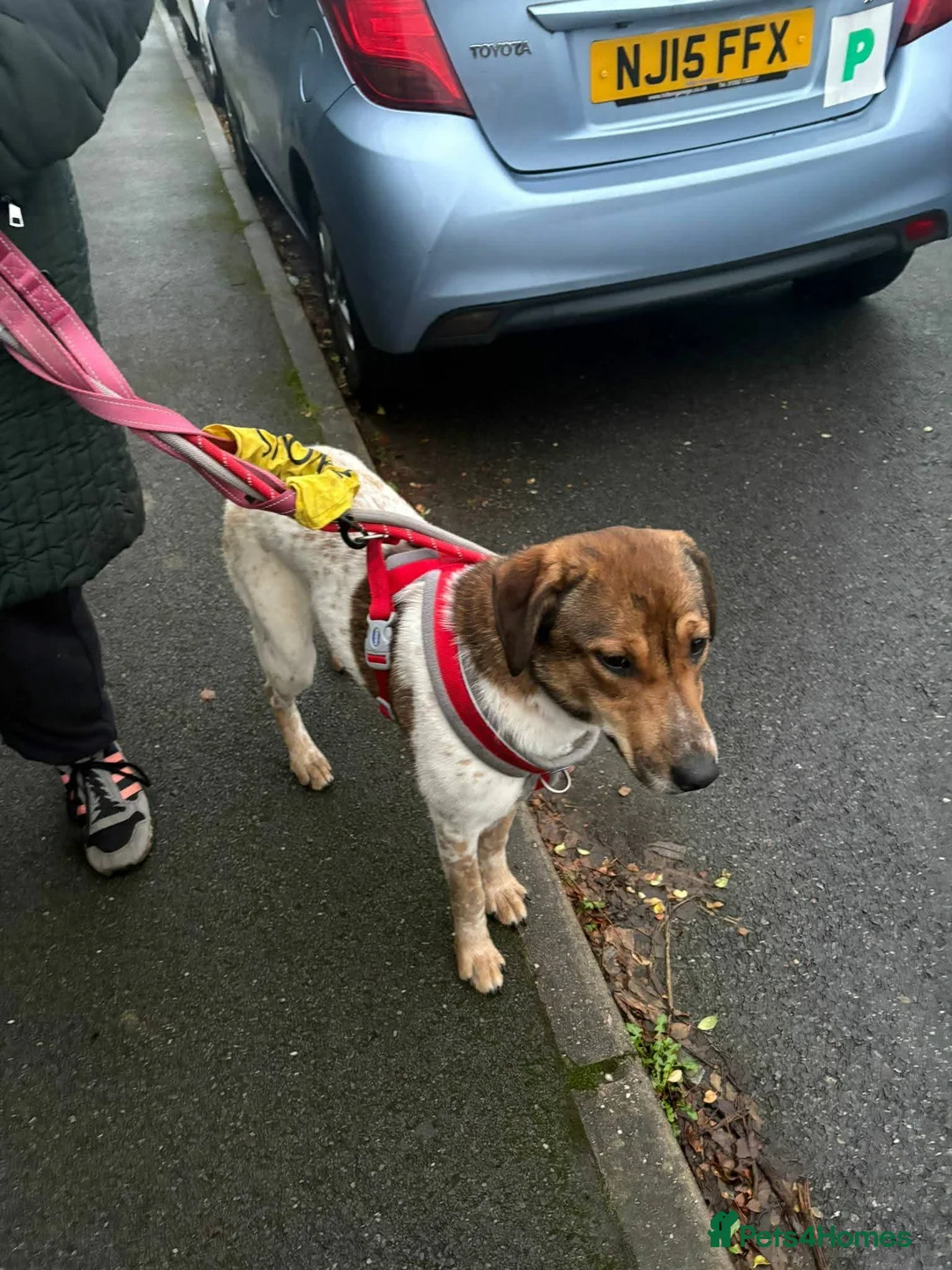 Mixed Breed dogs for adoption: Meet Nell, currently residing in Yorkshire  - Advert 3