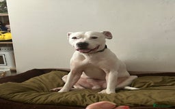 Mixed Breed dogs for sale: Meet winston - Image 4