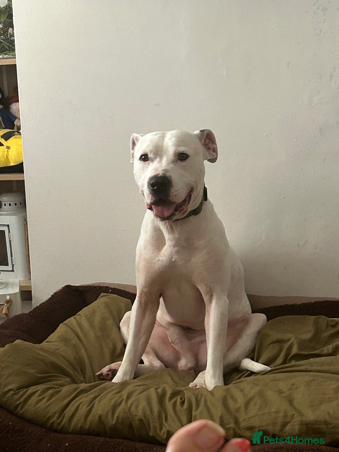 Mixed Breed dogs for sale: Meet winston - Image 4