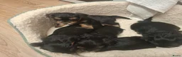 Yorkshire Terrier dogs for sale: Beautiful Yorkshire Terrier Puppies 2 Girls 3 Boys in Gateshead - Advert 7