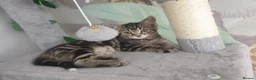 Mixed Breed cats for sale: 1 male and 1 female  - Advert 6
