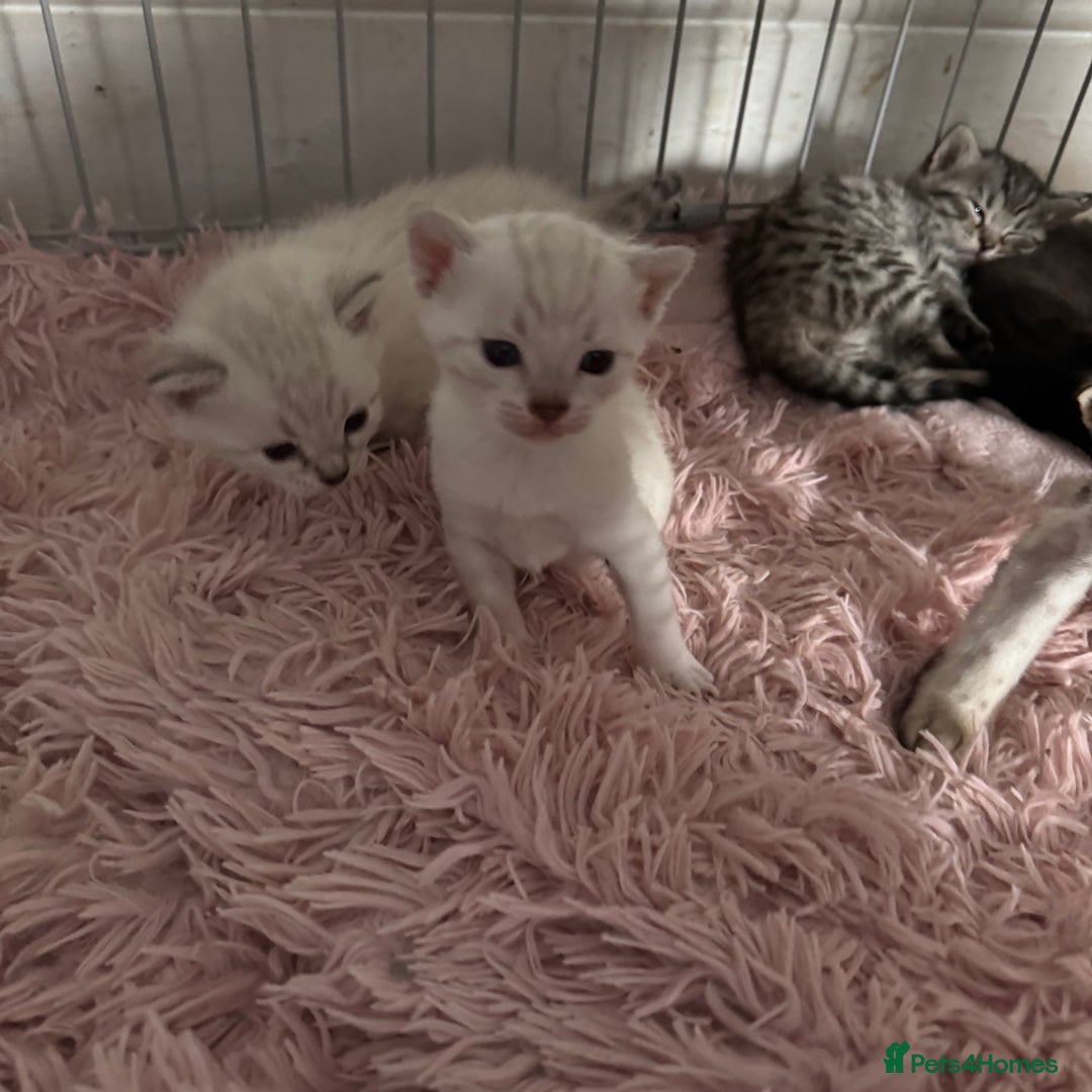 Bengal cats for sale: Beautiful Bengal Kittens - only GIRL available  - Advert 26