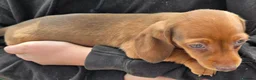 Miniature Dachshund dogs for sale: 5 X miniature dachshunds puppies for sale - Advert 7