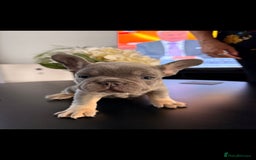 French Bulldog dogs for sale: 6 French Bulldog puppies (3 girls, 3 boys) - Image 23