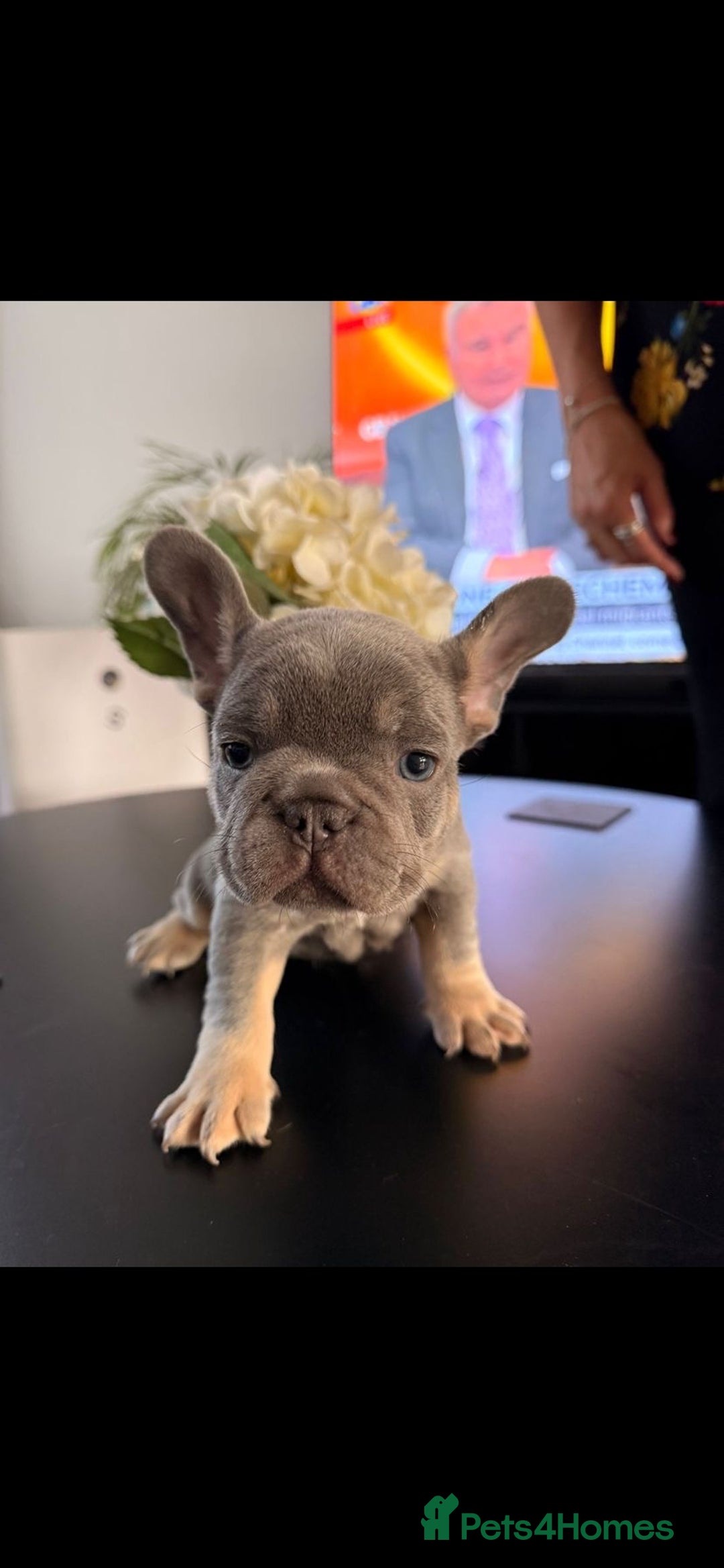 French Bulldog dogs for sale: 6 French Bulldog puppies (3 girls, 3 boys) - Image 23