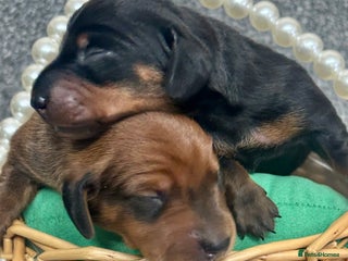 Miniature Dachshund dogs - Advert 11