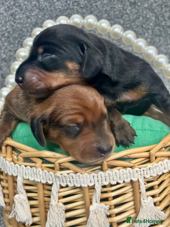 Miniature Dachshund dogs - Advert 1