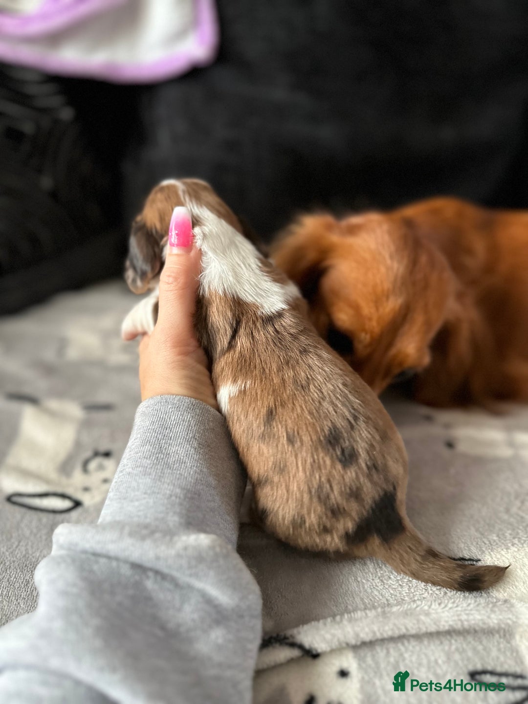 Miniature Dachshund dogs for sale: Miniature Dachounds  - Advert 2