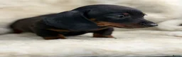 Miniature Dachshund dogs for sale: Stunning mini smooth dachshund puppies  - Advert 11