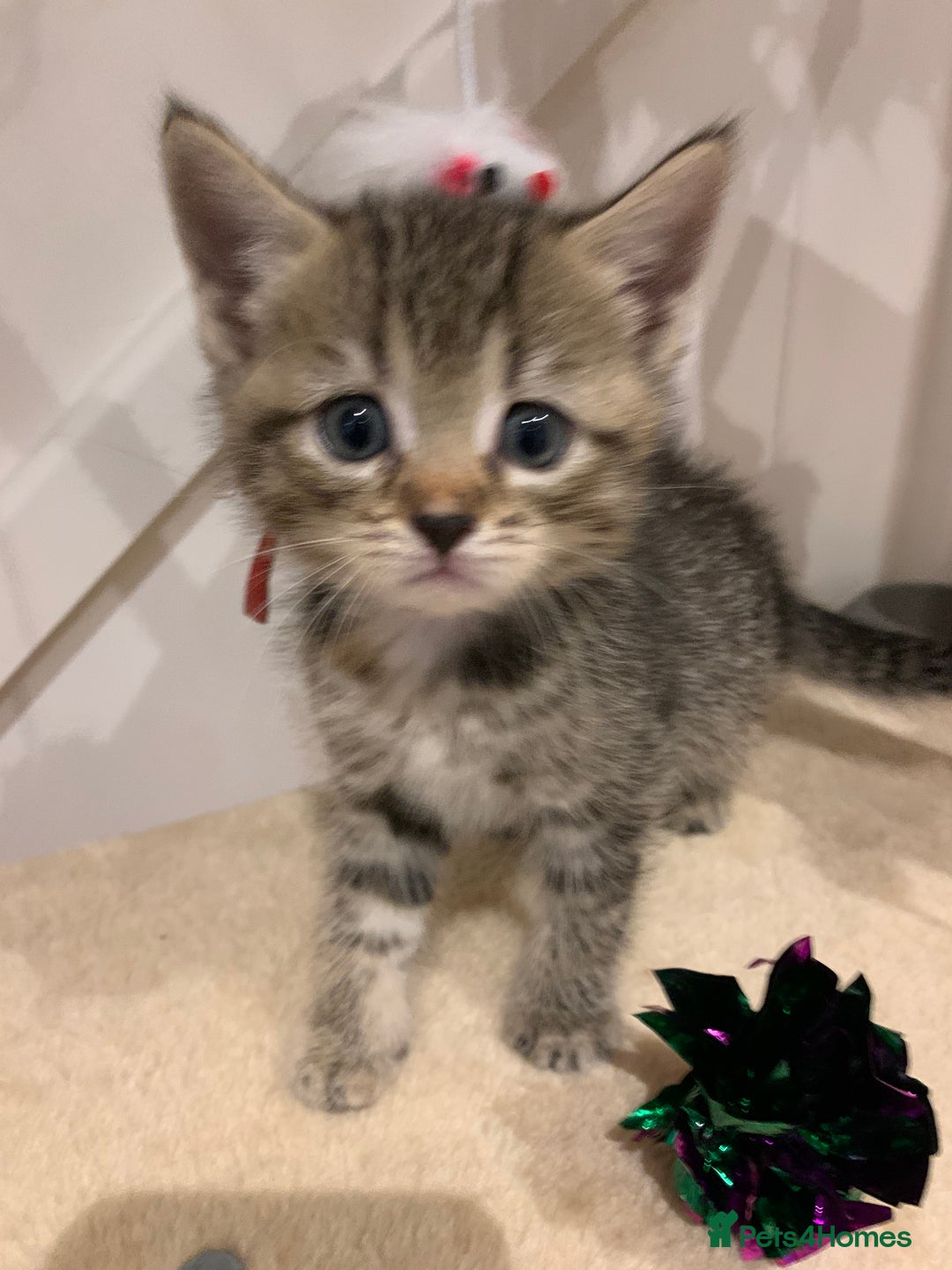 Mixed Breed cats for sale: Mixed Himalayan - Image 10