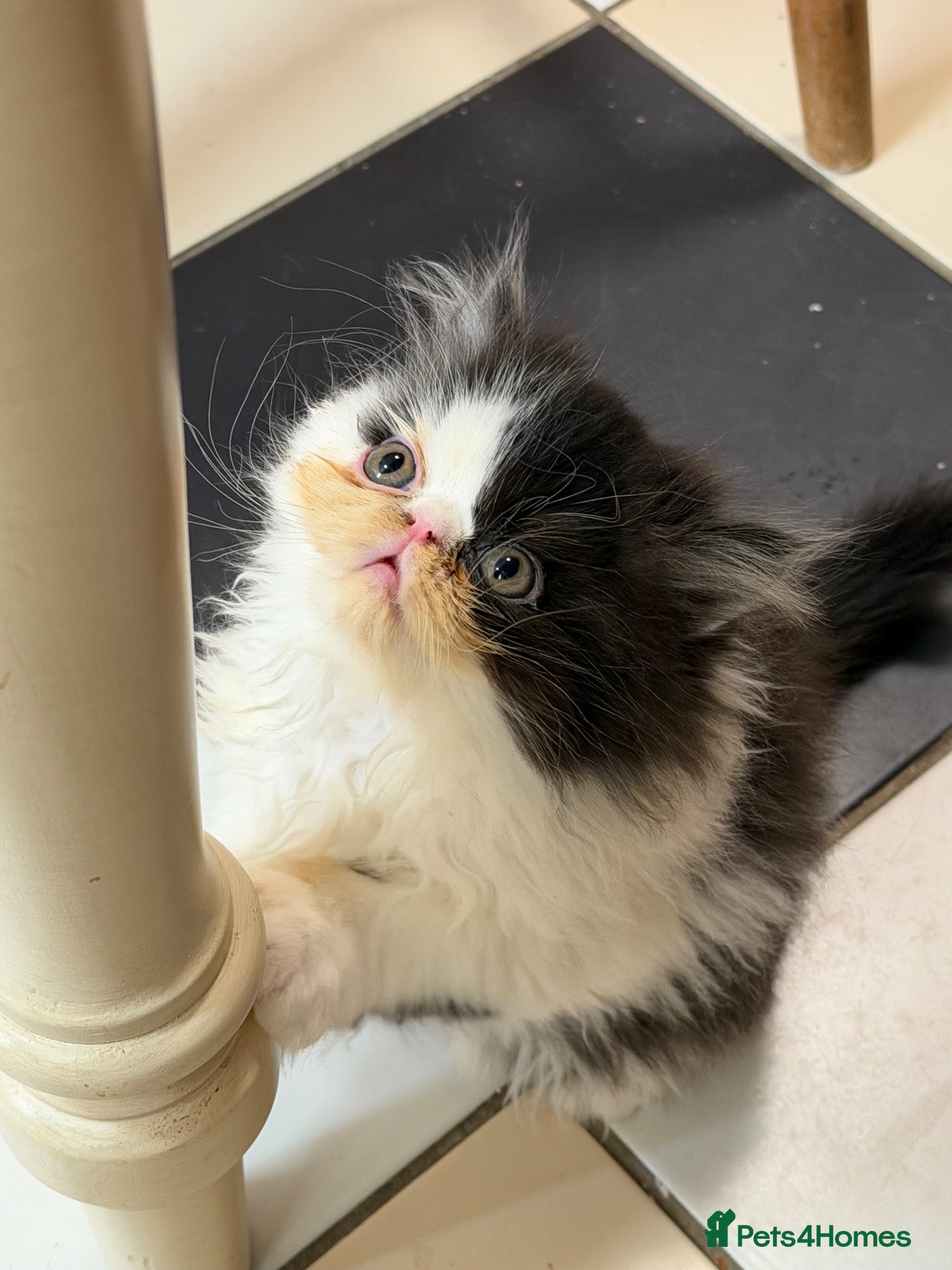 Persian cats Beautiful Pedigree Persian Kittens ready NOW - Advert 1