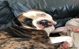 Mixed Breed dogs for sale: 4 beautiful puppies available  - Image 11