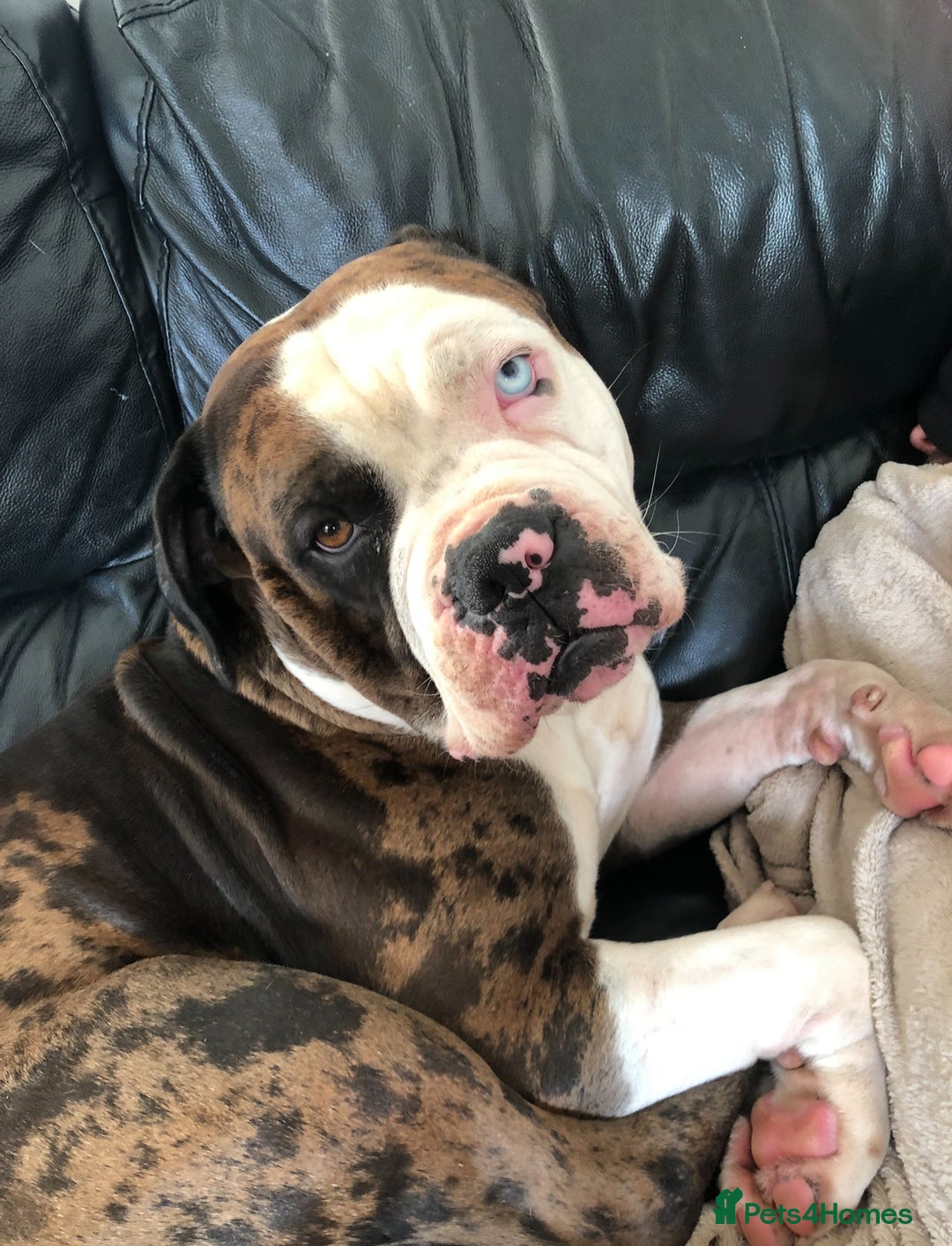 Mixed Breed dogs for sale: 4 beautiful puppies available  - Image 11