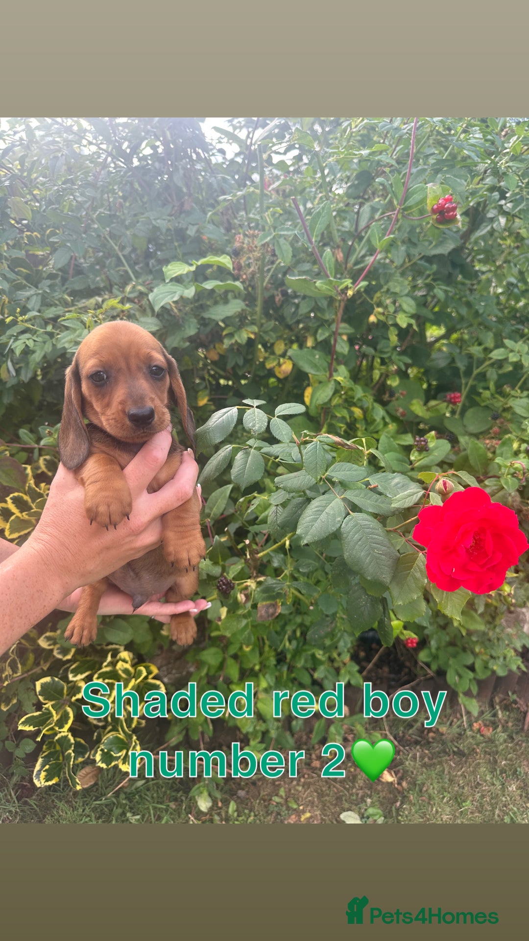 Miniature Dachshund dogs for sale: Male miniature dachshund pup needs a loving home🩵 - Image 6