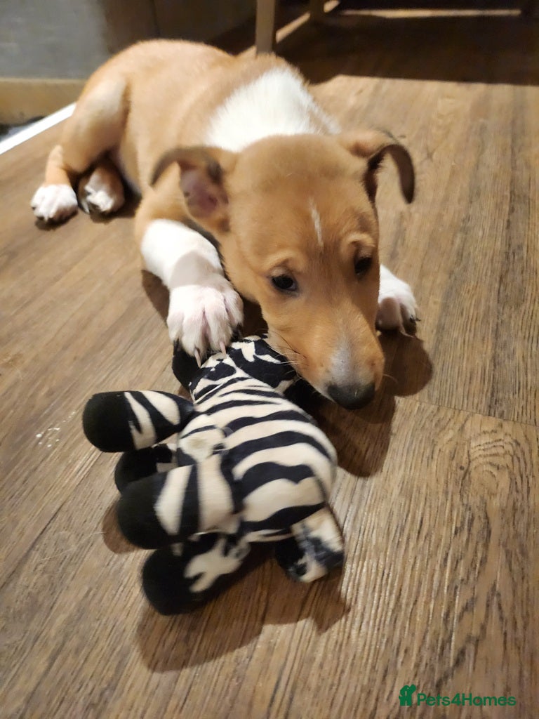 Smooth Collie dogs Male smooth collie puppy (not border collie) - Advert 2