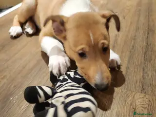 Smooth Collie dogs Male smooth collie puppy (not border collie) - Advert 2