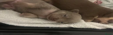 Chihuahua Puppy 3