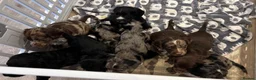 Sprocker dogs for sale: Absolutely adorable sprocker puppys  - Advert 15