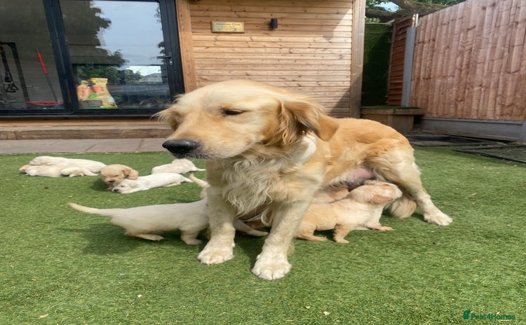 Golden Retriever dogs - Advert 8