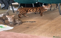 Bengal cats for sale: Bangal Kittens  - Image 30