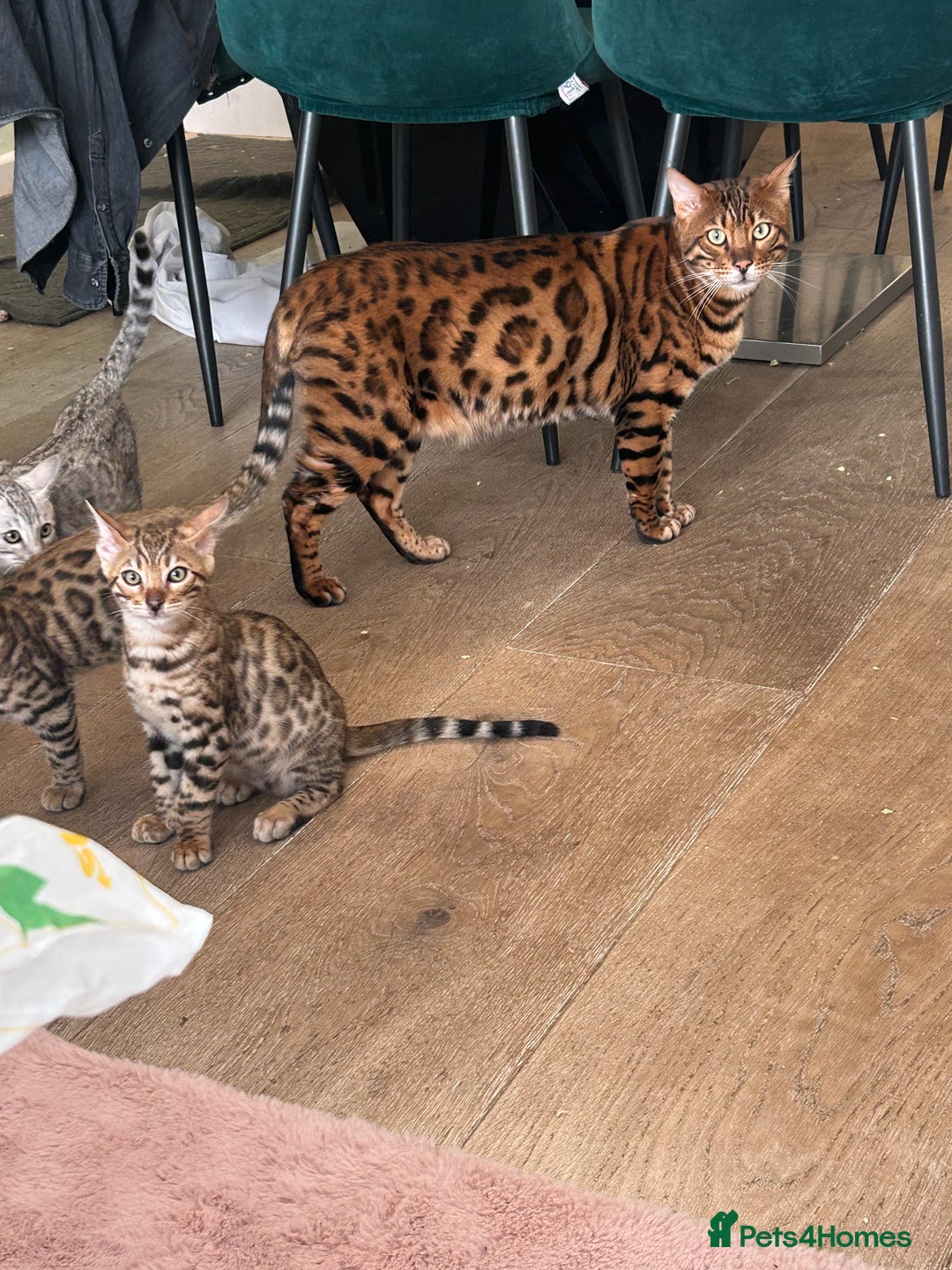 Bengal cats for sale: Bangal Kittens  - Image 30