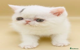 Exotic cats for sale: 🏆PREMIUM QUALITY KITTENS🏆 - Image 9