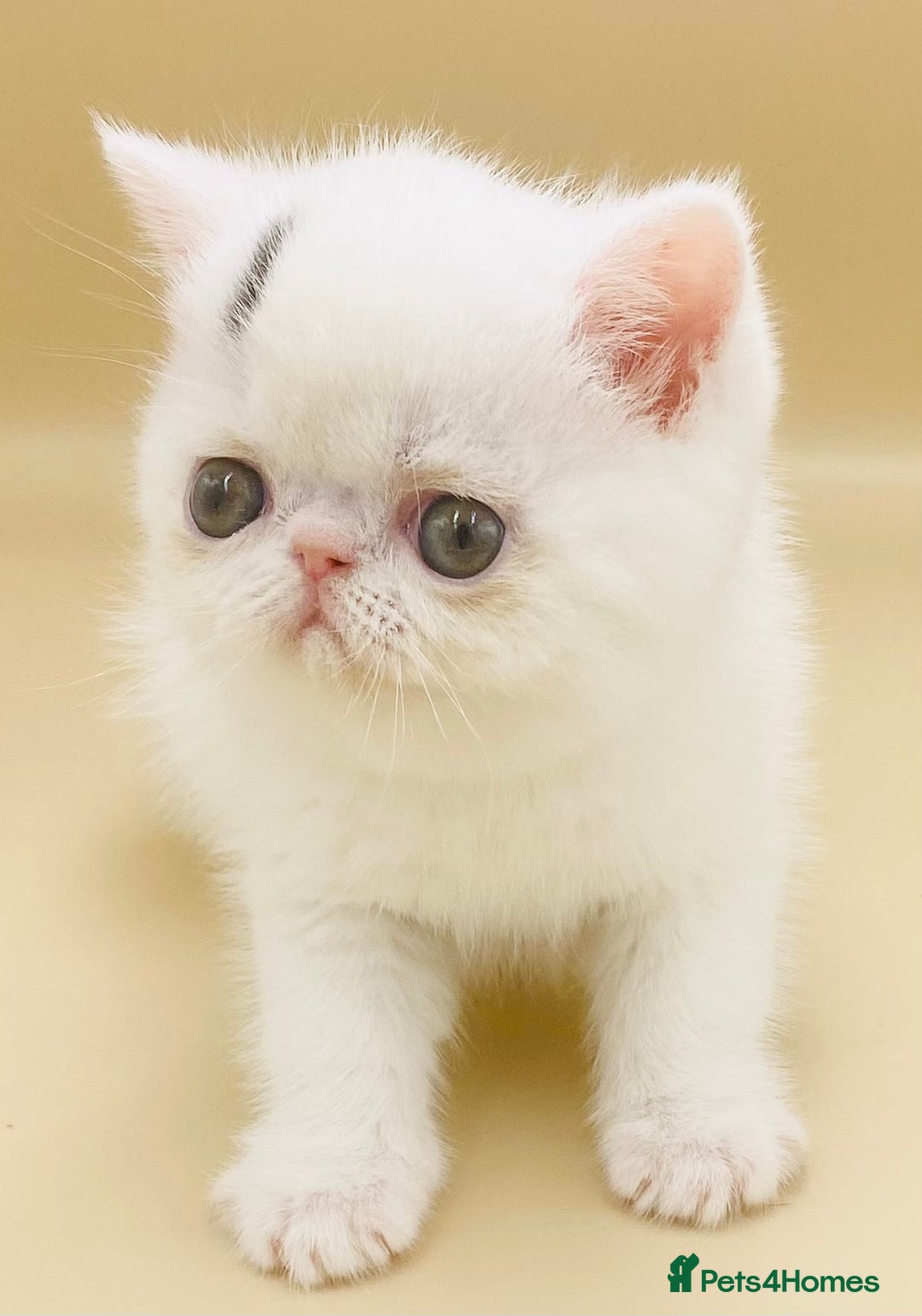 Exotic cats for sale: 🏆PREMIUM QUALITY KITTENS🏆 - Image 9