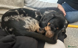 Miniature Dachshund dogs for sale: Miniature Dachshund - Advert 3