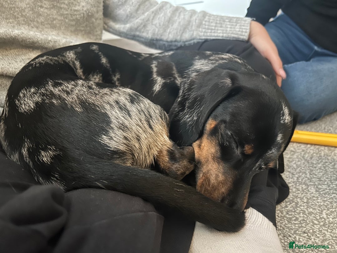 Miniature Dachshund dogs for sale: Miniature Dachshund - Advert 3