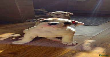 Mixed Breed dogs - Advert 3