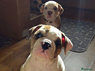 Mixed Breed dogs - Advert 12