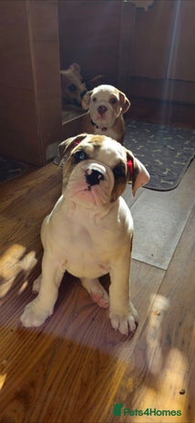Mixed Breed dogs - Advert 13