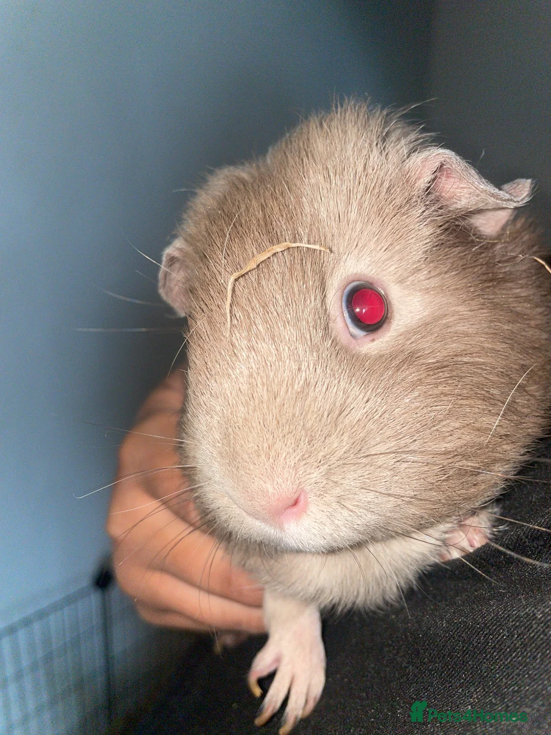 Guinea Pig rodents for sale: 2 female guinea pigs  - Advert 4