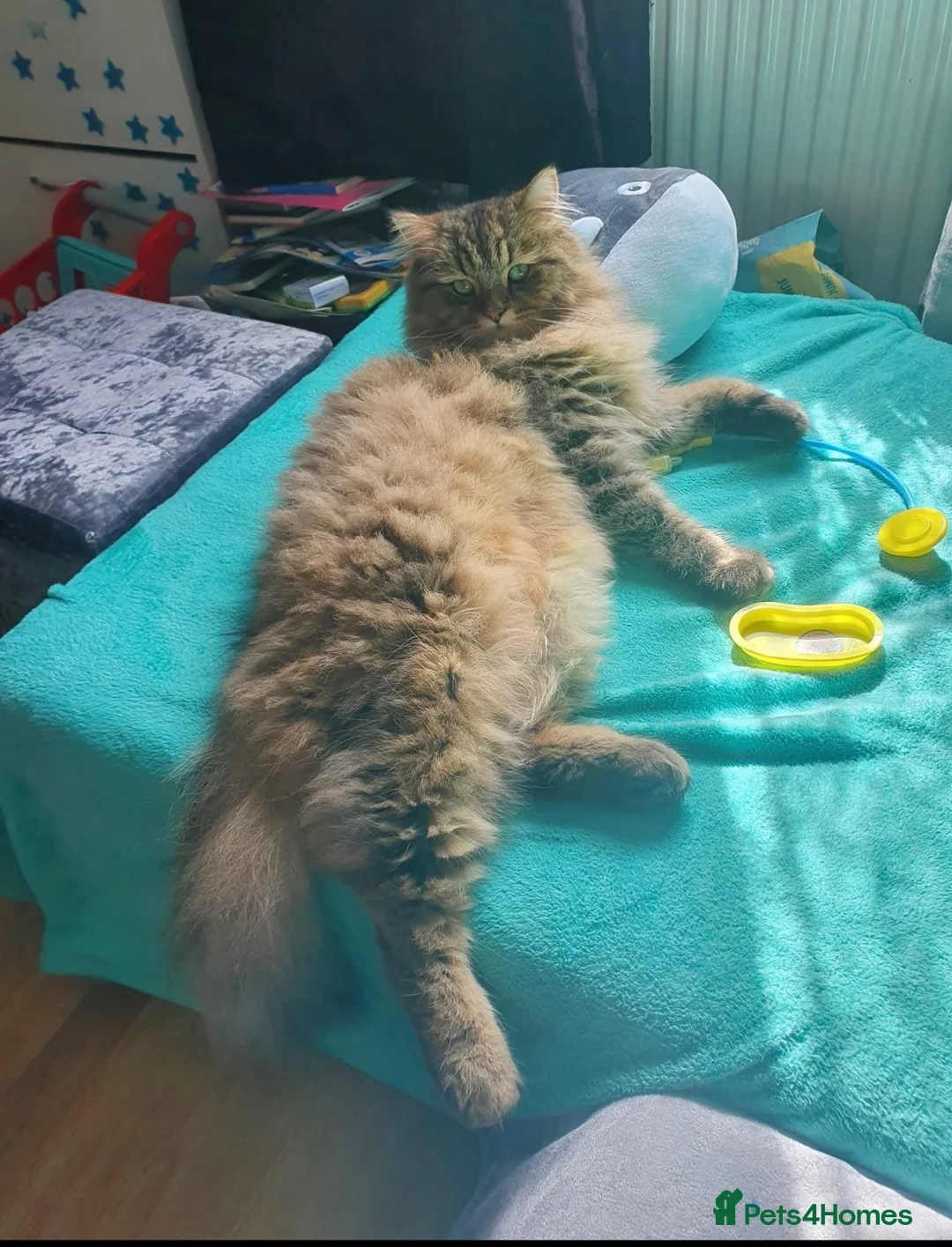 Mixed Breed cats for sale: Norwegian Forest Persian Mix Sweet Male - Advert 7