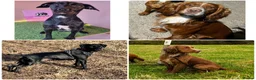 Mixed Breed dogs for sale: Patterdale/cocker spaniel puppies  - Advert 2