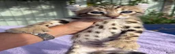 Keetso cats for sale: Stunning wild looking polydactyl curl ear keetsos  - Advert 12