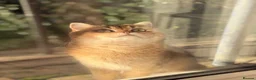 British Longhair cats for sale: NY12 Two Beautiful Female Cats Looking for Loving - Advert 6