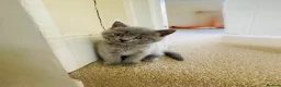 Russian Blue cats for sale: Beautiful Russian Blue/British Shorthair Kittens  in Wimborne - Advert 26