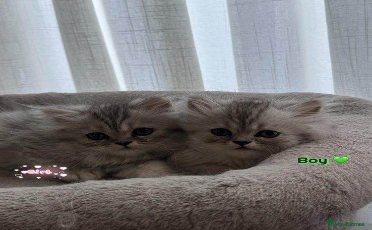 Persian cats - Advert 1