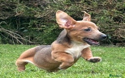 Jack Russell dogs for sale: rare coloured jack russel terriers - Image 5