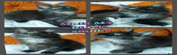 Maine Coon cats for sale: 🌟 Ready now 🌟 Russian Bloodline Maine Coons  - Advert 6
