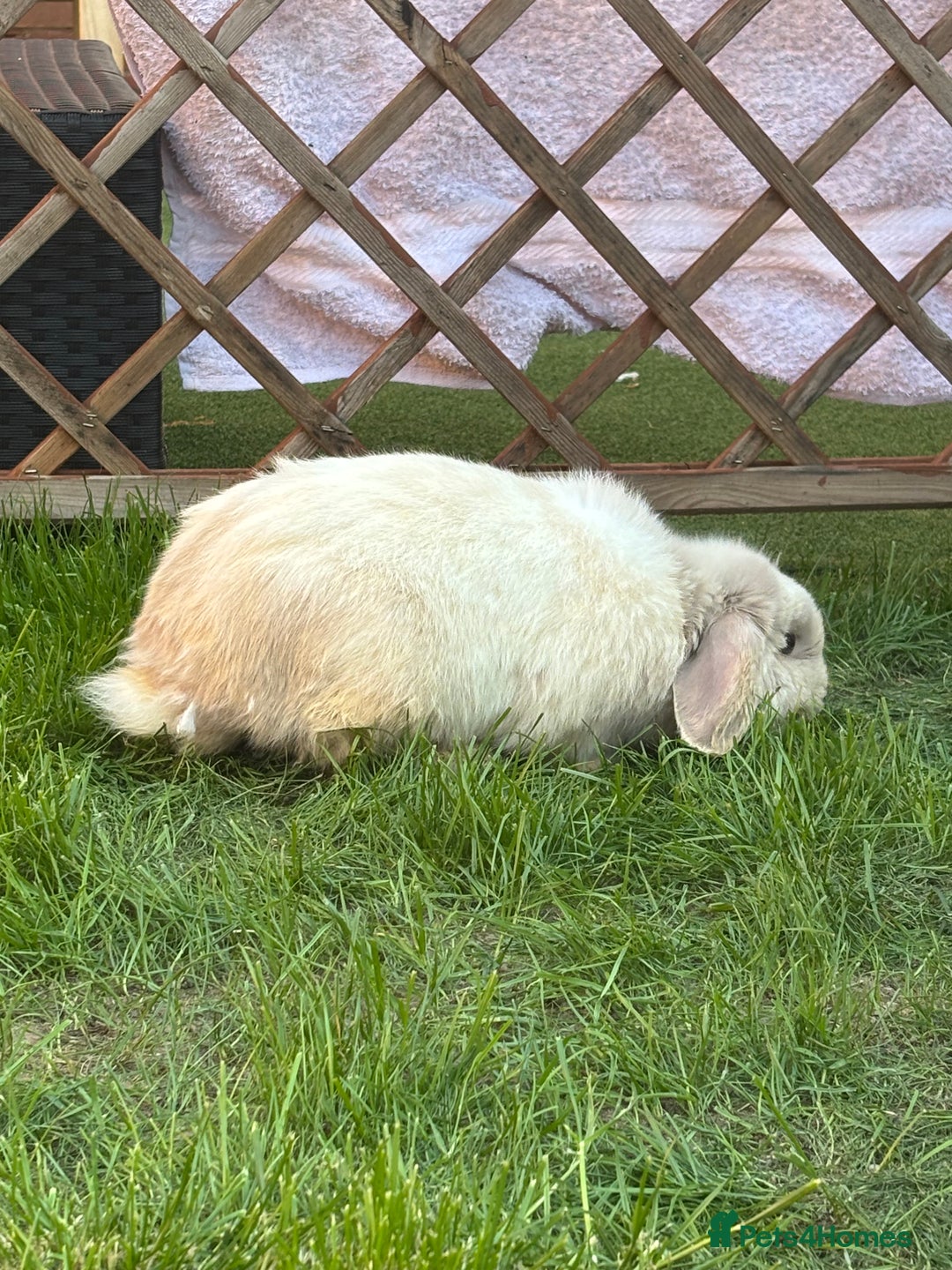 Dwarf Lop rabbits for sale: Thumper  - Image 3