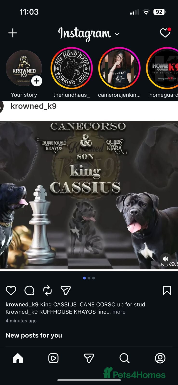 Cane Corso dogs Krowned_k9 King CASSIUS  - Advert 2