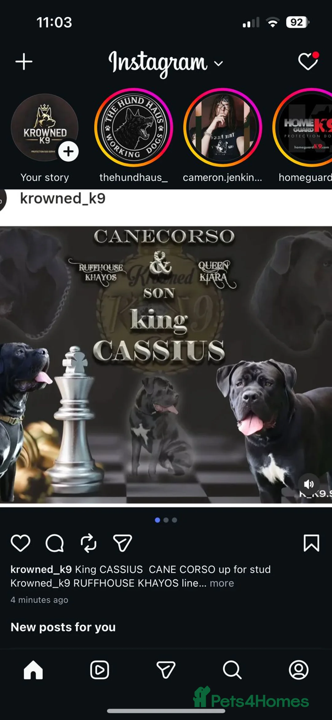 Cane Corso dogs for stud: Krowned_k9 King CASSIUS  in Birmingham - Advert 1