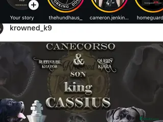 Cane Corso dogs Krowned_k9 King CASSIUS - Advert 2