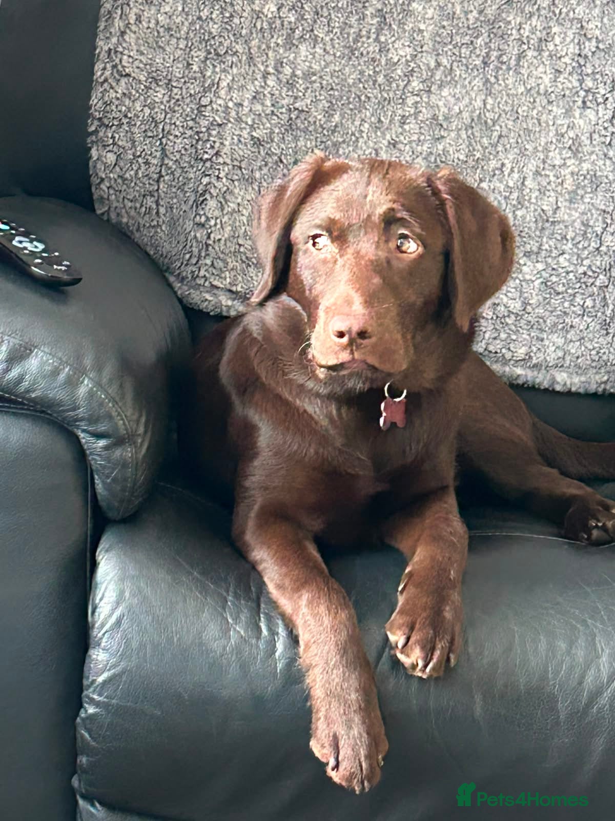 Labrador Retriever dogs Chocolate Labrador - Advert 15