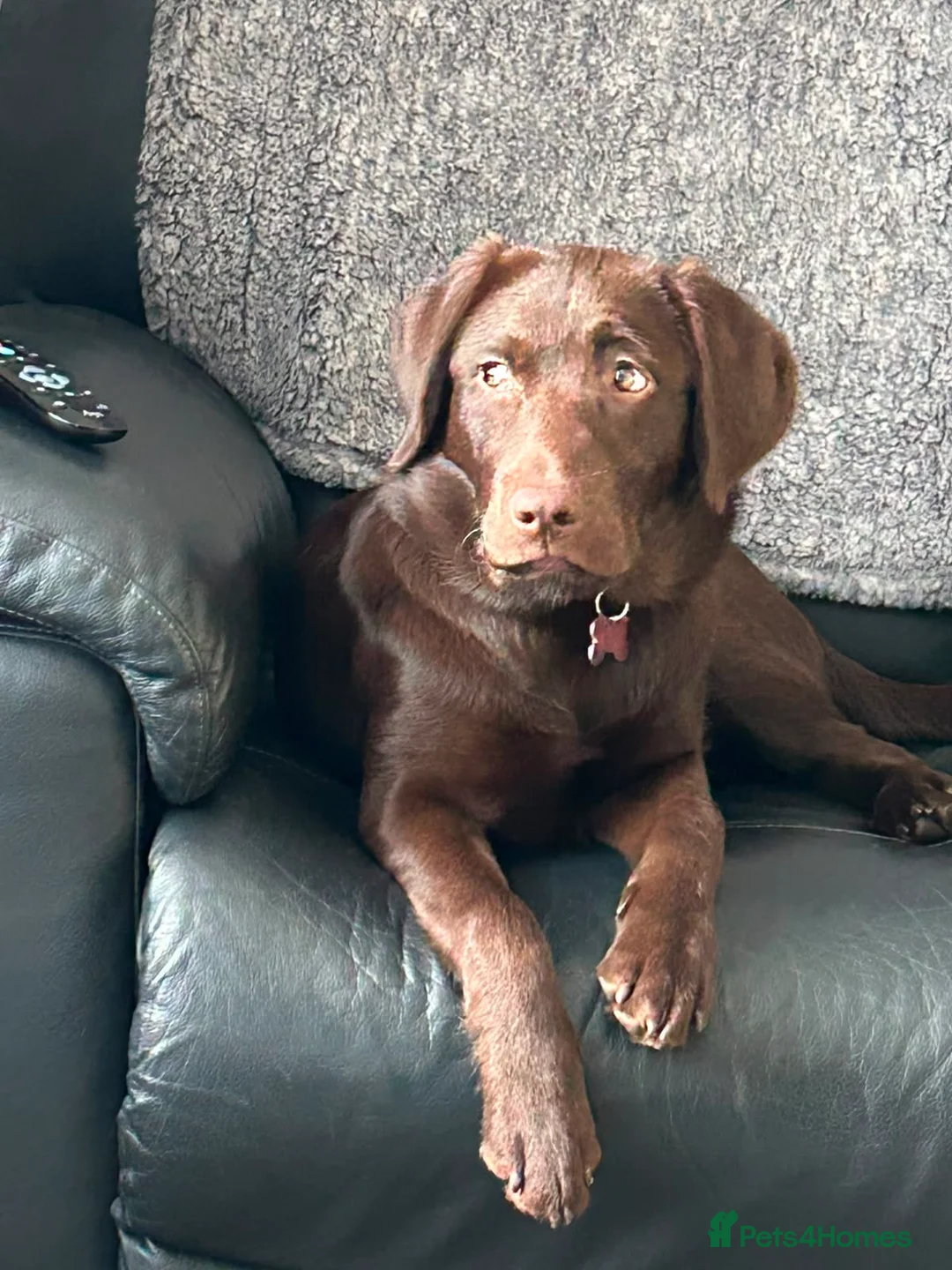 Labrador Retriever dogs for sale: Chocolate Labrador in Hitchin - Advert 1