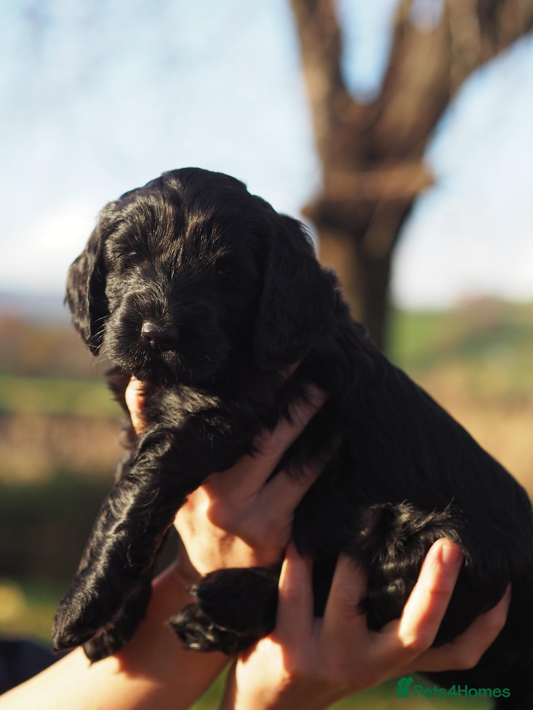 Australian Labradoodle dogs for sale: 5 Australian Labradoodle girls - Advert 9
